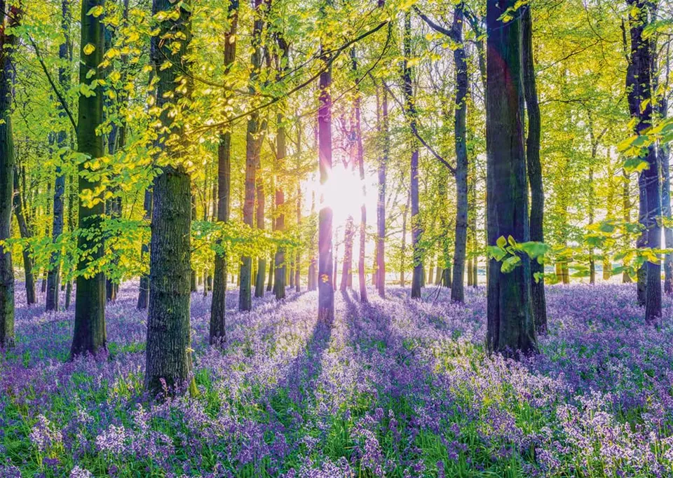 schmidt-zarte-glockenblumen-wald-puzzle-1000-teile-69x49-cm image 1