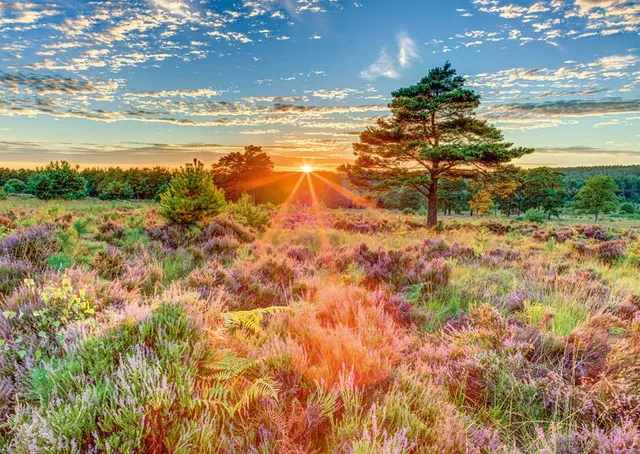 schmidt-59768-heide-im-sonnenuntergang-puzzle-1000-teile-69-3x49-3 image 1